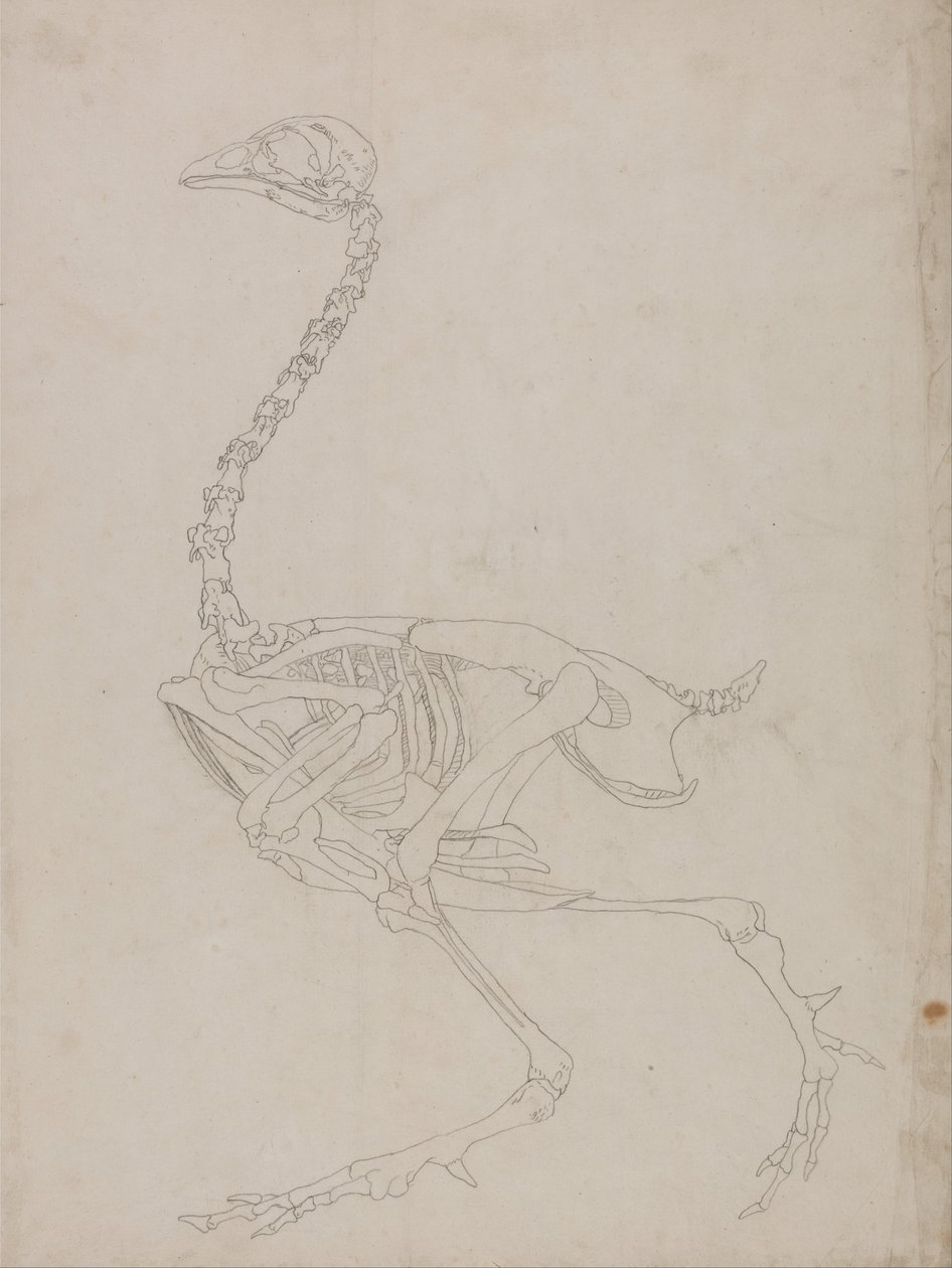 Porównawcza anatomiczna ekspozycja budowy ciała ludzkiego z ciałem tygrysa i ko... autorstwa George Stubbs