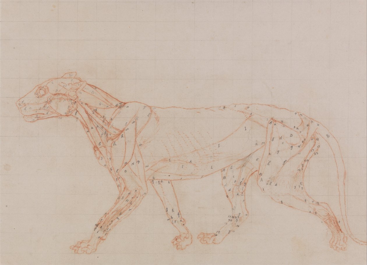 Porównawcza anatomiczna ekspozycja budowy ciała ludzkiego z ciałem tygrysa i ko... autorstwa George Stubbs