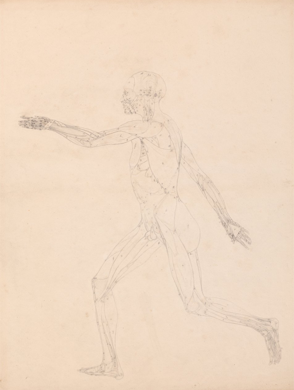 Porównawcza anatomiczna ekspozycja budowy ciała ludzkiego z ciałem tygrysa i ko... autorstwa George Stubbs