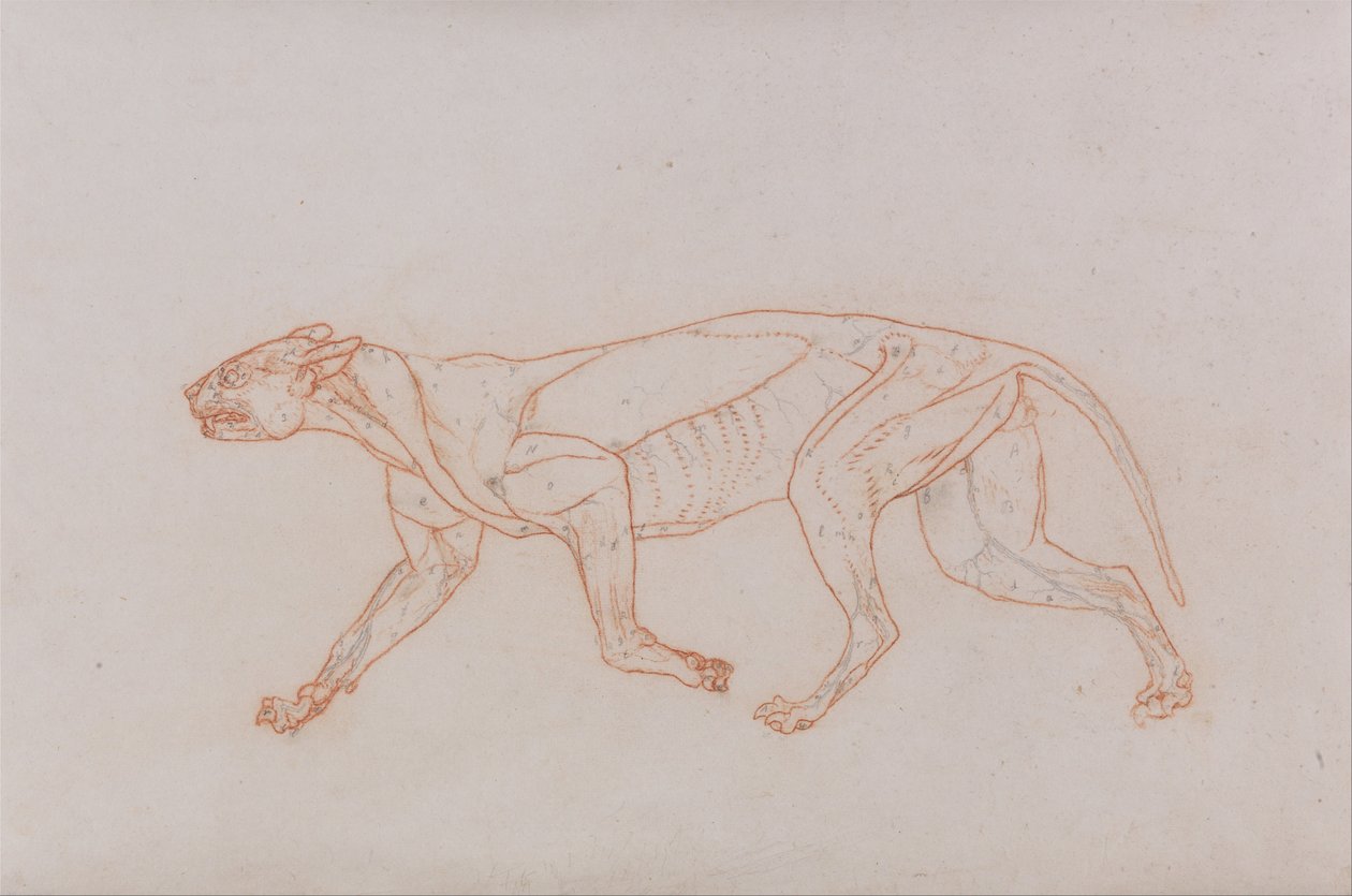 Porównawcza anatomiczna ekspozycja budowy ciała ludzkiego z ciałem tygrysa i ko... autorstwa George Stubbs