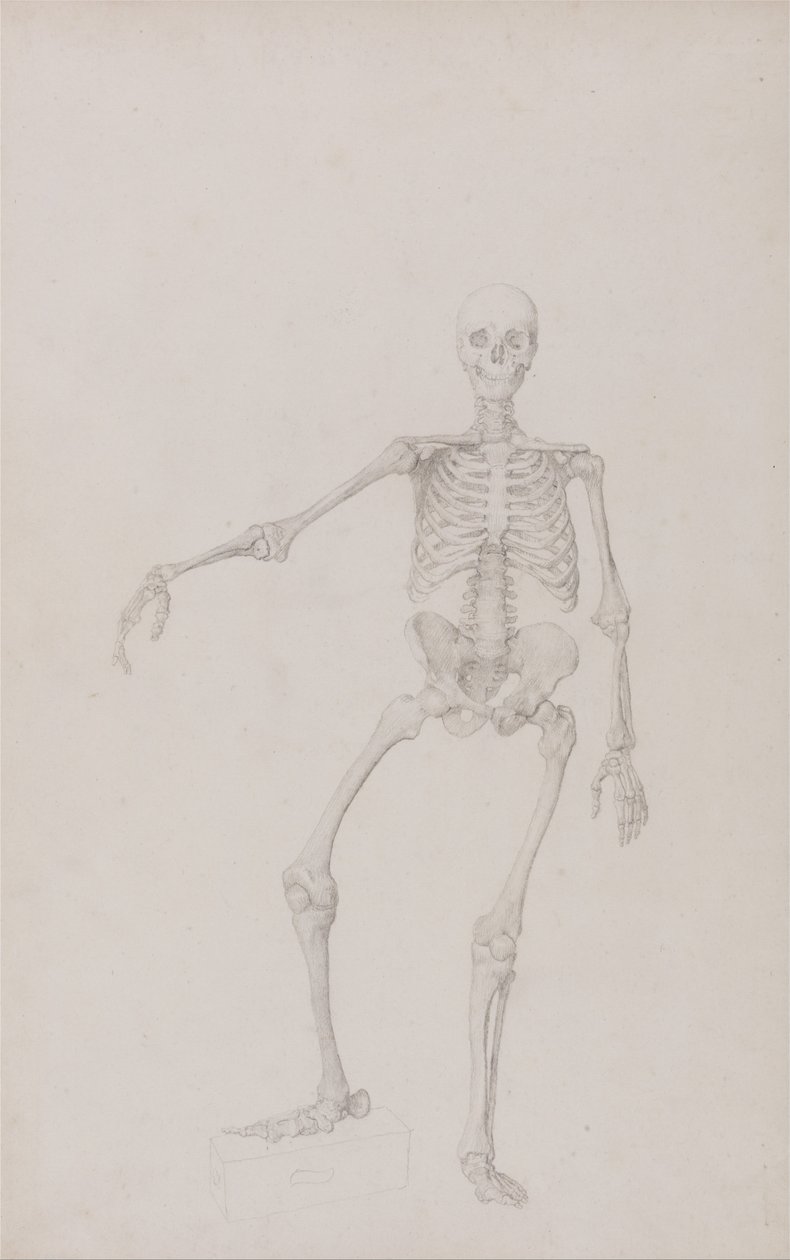 Porównawcza anatomiczna ekspozycja budowy ciała ludzkiego z ciałem tygrysa i ko... autorstwa George Stubbs