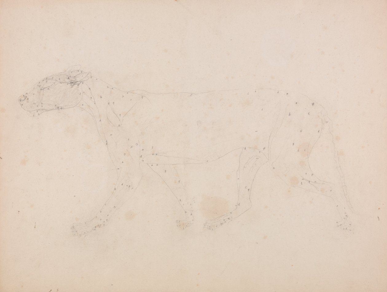 Porównawcza anatomiczna ekspozycja budowy ciała ludzkiego z ciałem tygrysa i ko... autorstwa George Stubbs