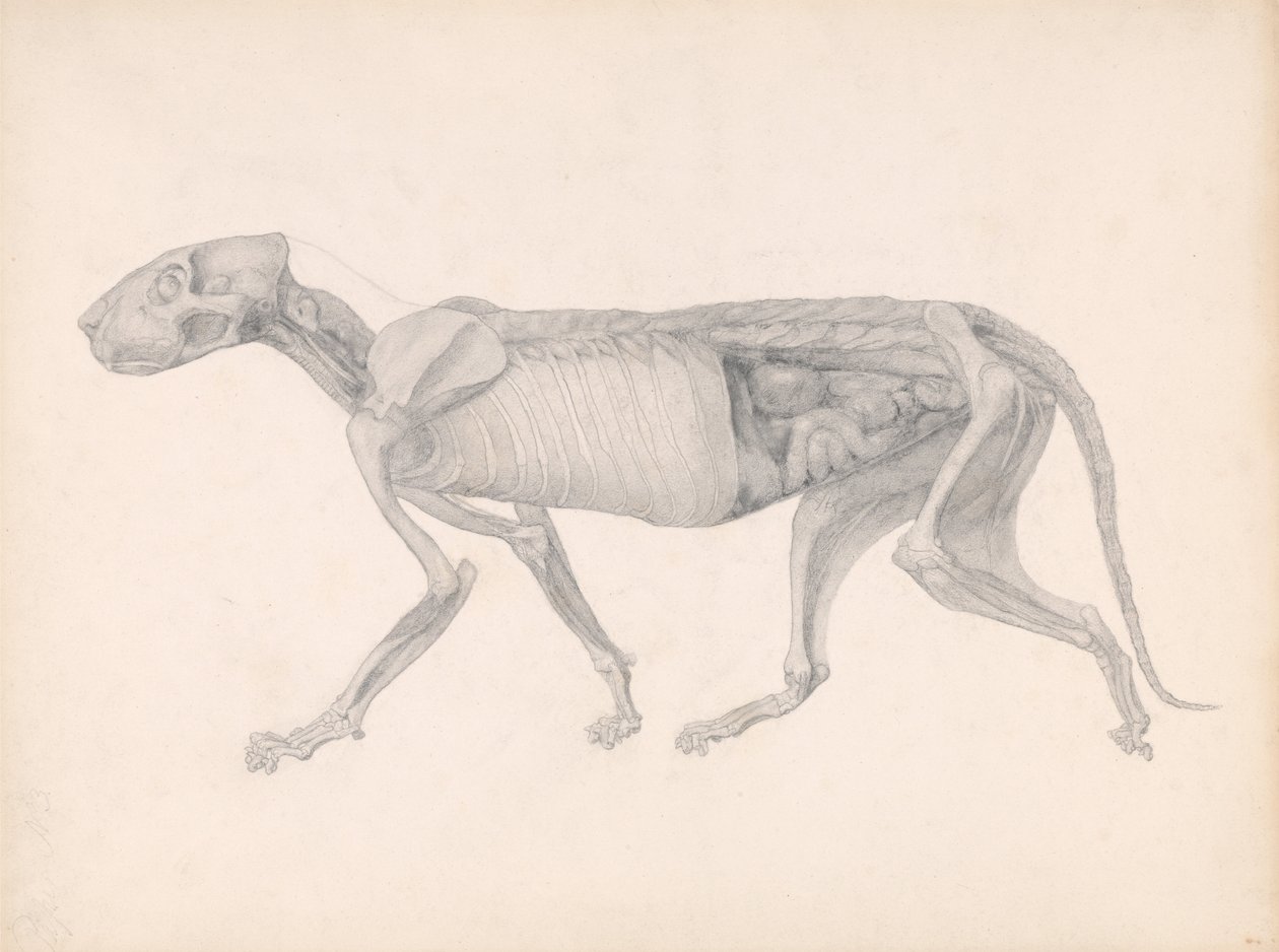 Porównawcza anatomiczna ekspozycja budowy ciała ludzkiego z ciałem tygrysa i ko... autorstwa George Stubbs