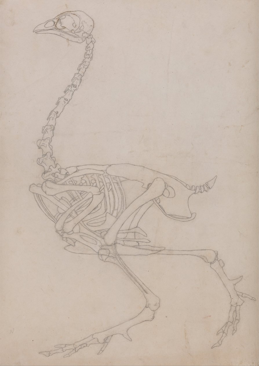 Porównawcza anatomiczna ekspozycja budowy ciała ludzkiego z ciałem tygrysa i ko... autorstwa George Stubbs
