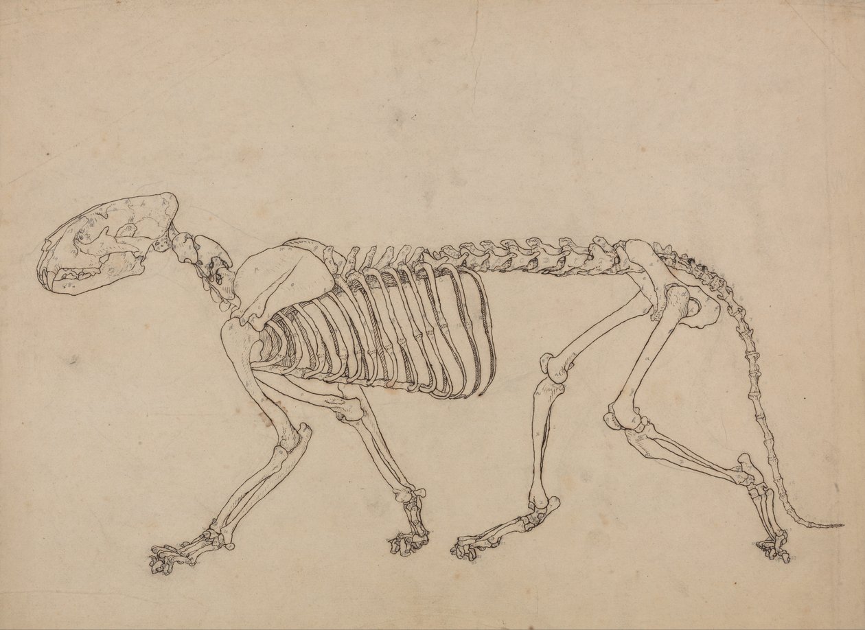 Porównawcza anatomiczna ekspozycja budowy ciała ludzkiego z ciałem tygrysa i ko... autorstwa George Stubbs