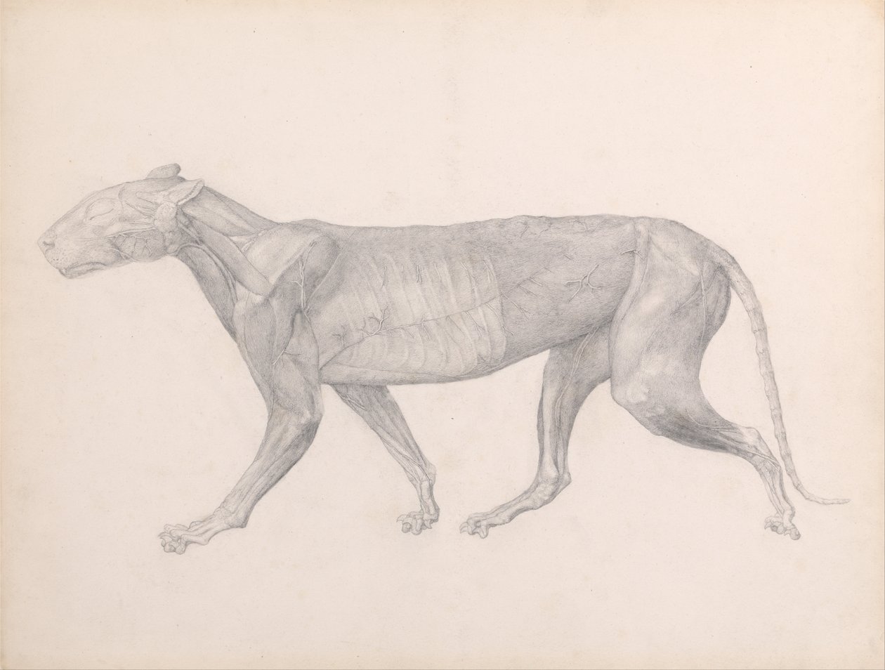 Porównawcza anatomiczna ekspozycja budowy ciała ludzkiego z ciałem tygrysa i ko... autorstwa George Stubbs