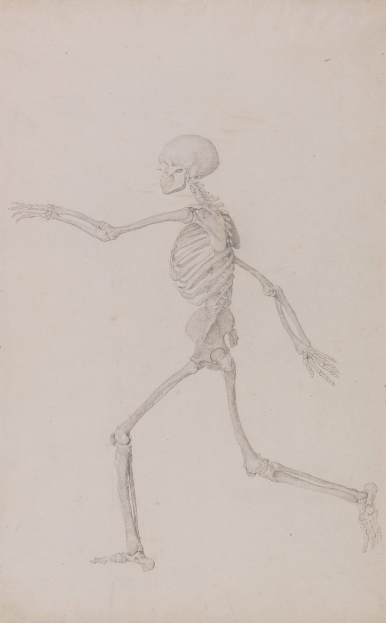 Porównawcza anatomiczna ekspozycja budowy ciała ludzkiego z ciałem tygrysa i ko... autorstwa George Stubbs