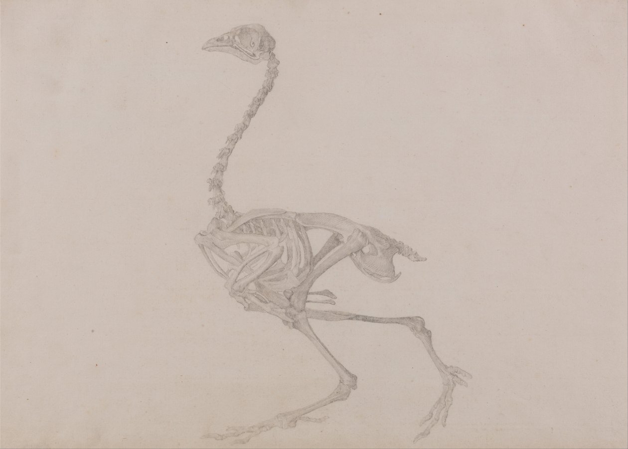 Porównawcza anatomiczna ekspozycja budowy ciała ludzkiego z ciałem tygrysa i ko... autorstwa George Stubbs