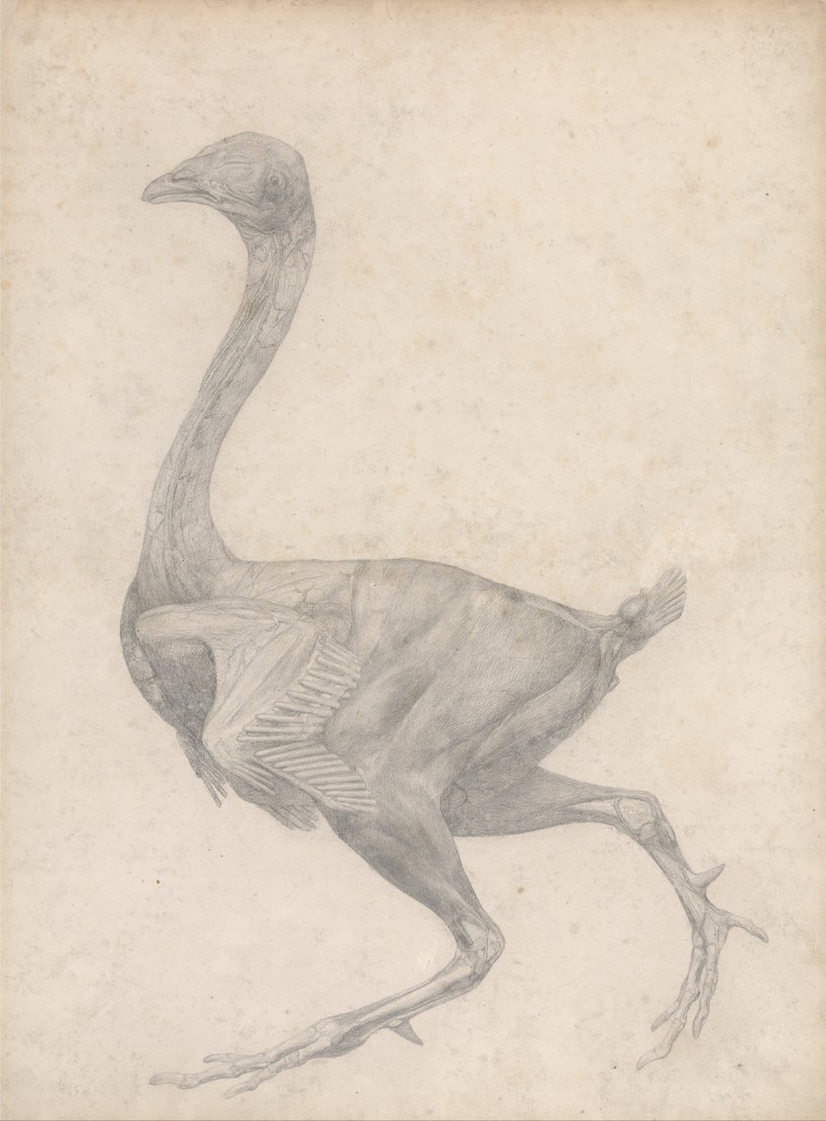 Porównawcza anatomiczna ekspozycja budowy ciała ludzkiego z ciałem tygrysa i ko... autorstwa George Stubbs