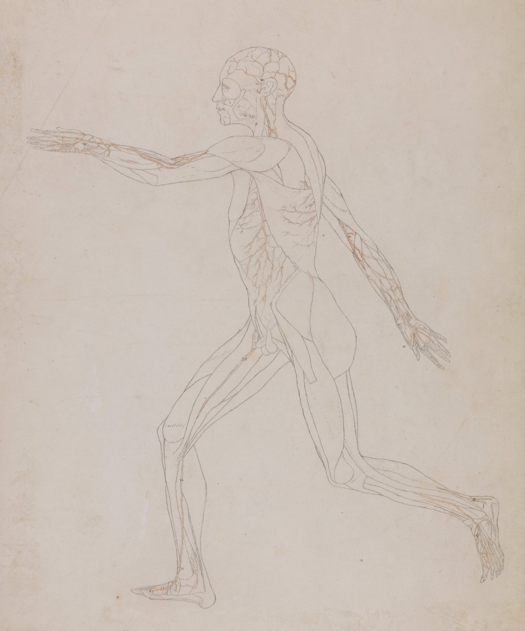 Porównawcza anatomiczna ekspozycja budowy ciała ludzkiego z ciałem tygrysa i ko... autorstwa George Stubbs
