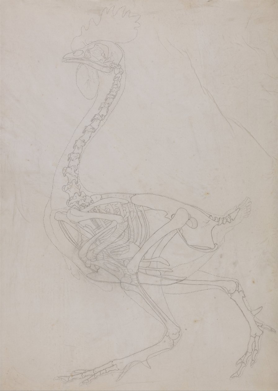 Porównawcza anatomiczna ekspozycja budowy ciała ludzkiego z ciałem tygrysa i ko... autorstwa George Stubbs