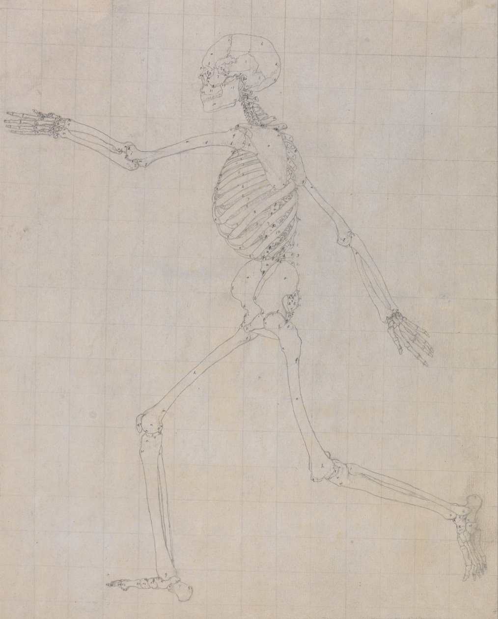 Porównawcza anatomiczna ekspozycja budowy ciała ludzkiego z ciałem tygrysa i ko... autorstwa George Stubbs