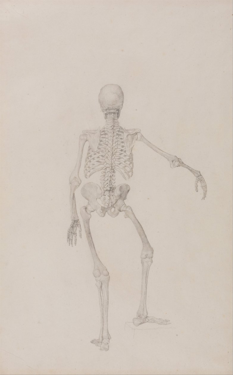 Porównawcza anatomiczna ekspozycja budowy ciała ludzkiego z ciałem tygrysa i ko... autorstwa George Stubbs