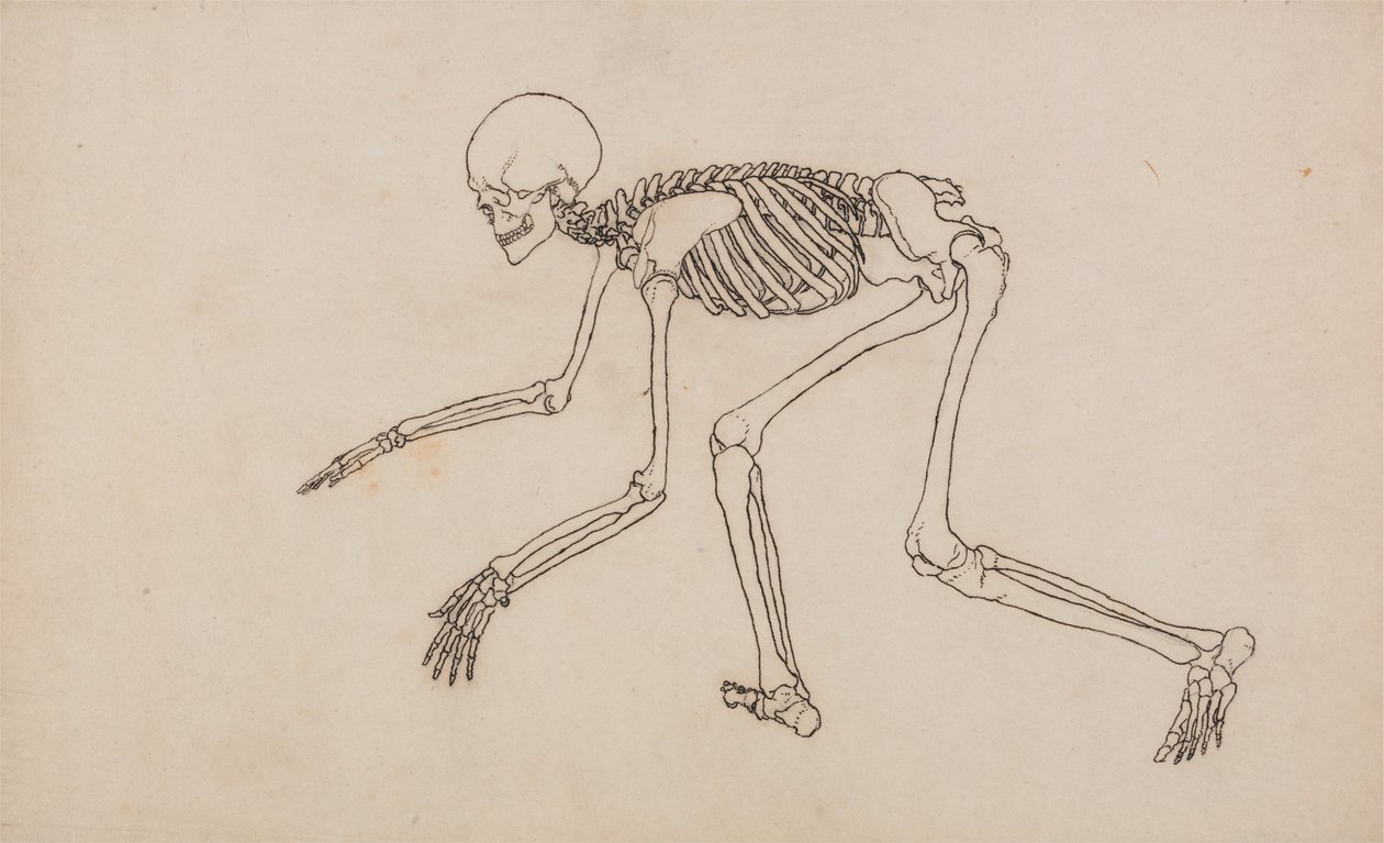 Porównawcza anatomiczna ekspozycja budowy ciała ludzkiego z ciałem tygrysa i ko... autorstwa George Stubbs