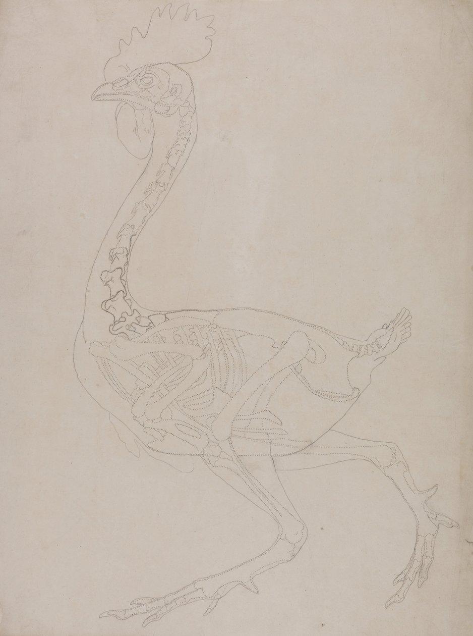 Porównawcza anatomiczna ekspozycja budowy ciała ludzkiego z ciałem tygrysa i ko... autorstwa George Stubbs