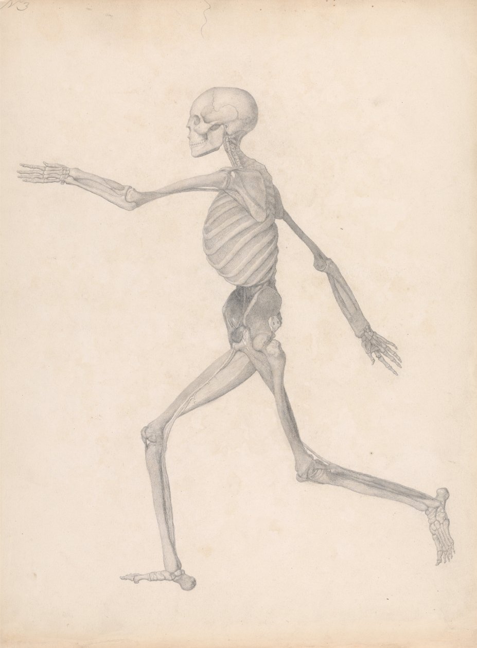 Porównawcza anatomiczna ekspozycja budowy ciała ludzkiego z ciałem tygrysa i ko... autorstwa George Stubbs