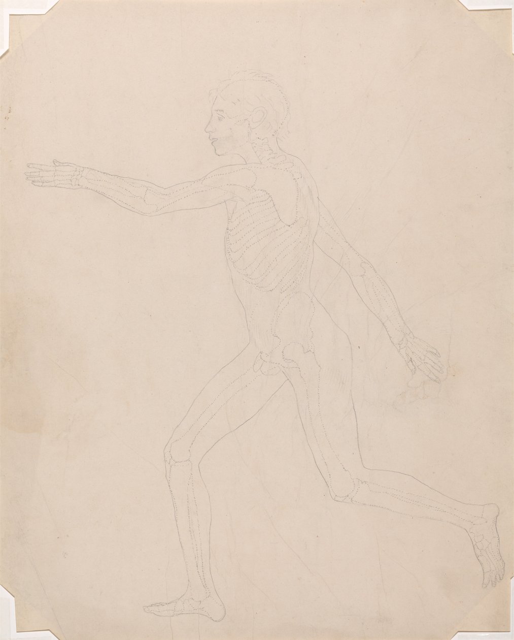 Porównawcza anatomiczna ekspozycja budowy ciała ludzkiego z ciałem tygrysa i ko... autorstwa George Stubbs
