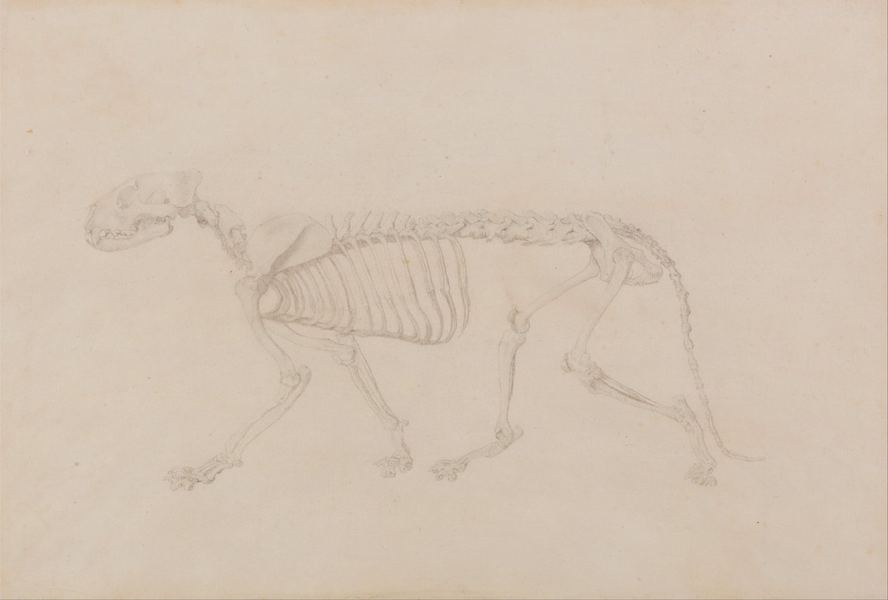 Porównawcza anatomiczna ekspozycja budowy ciała ludzkiego z ciałem tygrysa i ko... autorstwa George Stubbs