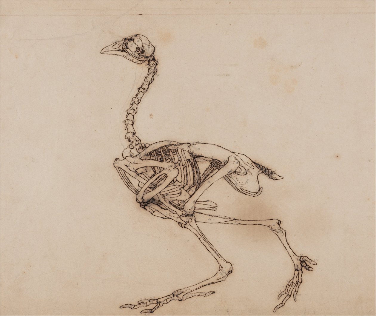 Porównawcza anatomiczna ekspozycja budowy ciała ludzkiego z ciałem tygrysa i ko... autorstwa George Stubbs