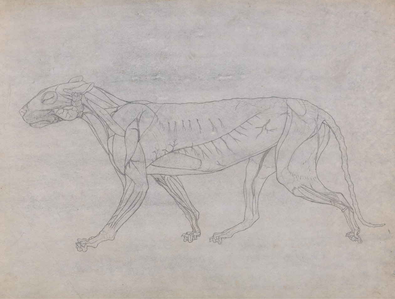 Porównawcza anatomiczna ekspozycja budowy ciała ludzkiego z ciałem tygrysa i ko... autorstwa George Stubbs