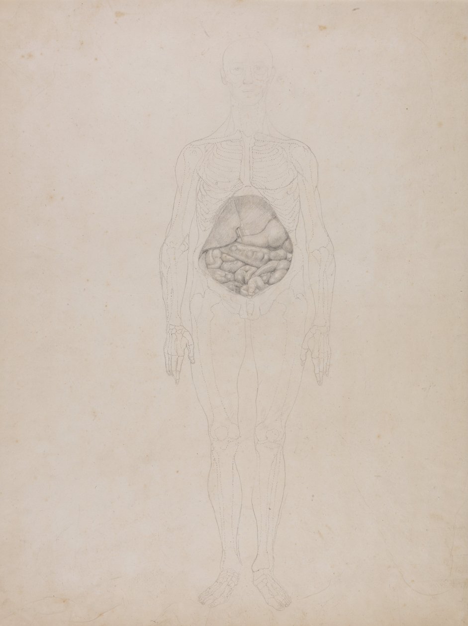 Porównawcza anatomiczna ekspozycja budowy ciała ludzkiego z ciałem tygrysa i ko... autorstwa George Stubbs