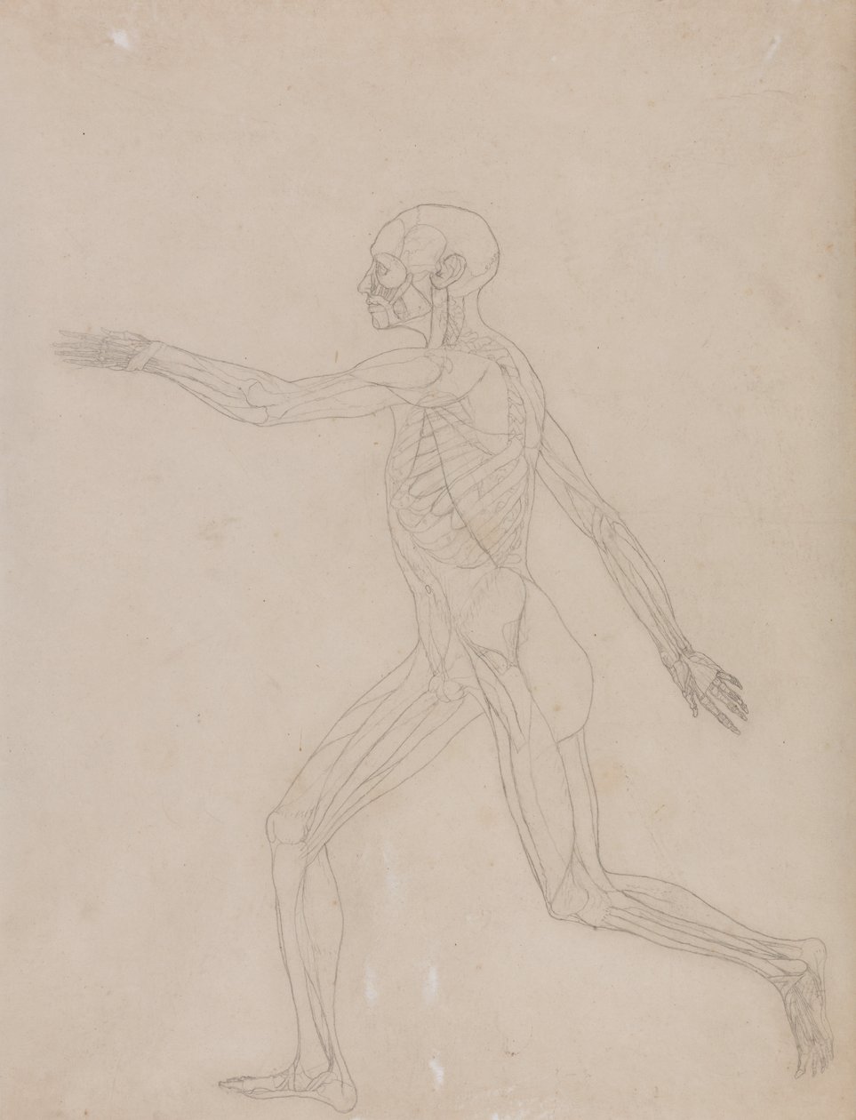 Porównawcza anatomiczna ekspozycja budowy ciała ludzkiego z ciałem tygrysa i ko... autorstwa George Stubbs