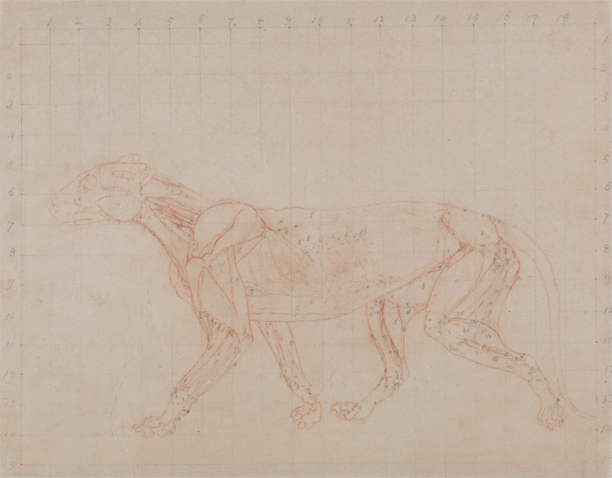 Porównawcza anatomiczna ekspozycja budowy ciała ludzkiego z ciałem tygrysa i ko... autorstwa George Stubbs