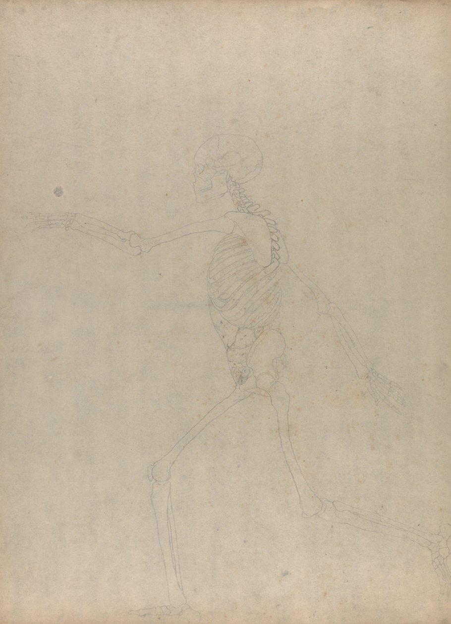 Porównawcza ekspozycja anatomiczna budowy ciała ludzkiego z ciałem tygrysa i ko... autorstwa George Stubbs
