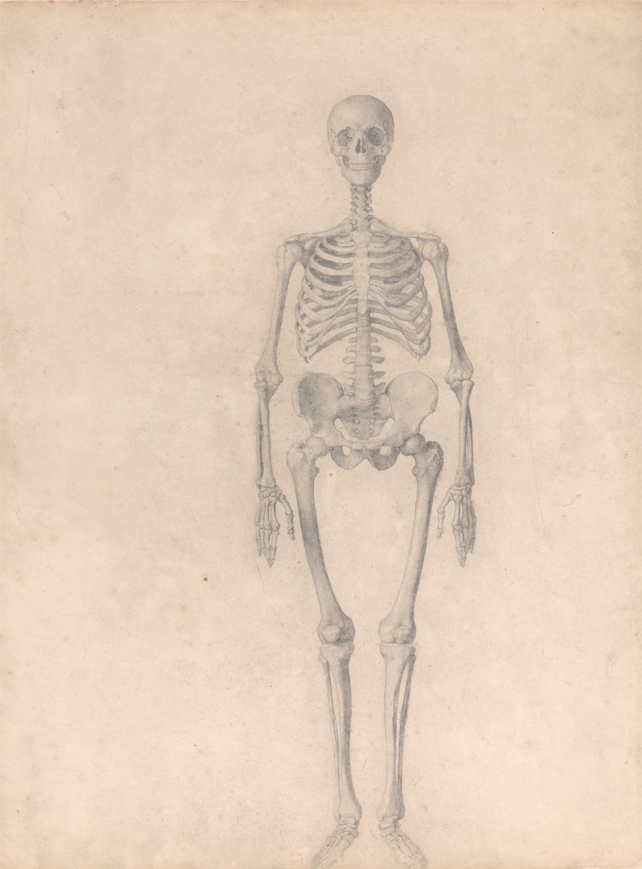 Porównawcza anatomiczna ekspozycja budowy ciała ludzkiego z ciałem tygrysa i ko... autorstwa George Stubbs