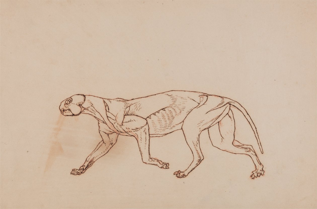 Porównawcza anatomiczna ekspozycja budowy ciała ludzkiego z ciałem tygrysa i ko... autorstwa George Stubbs