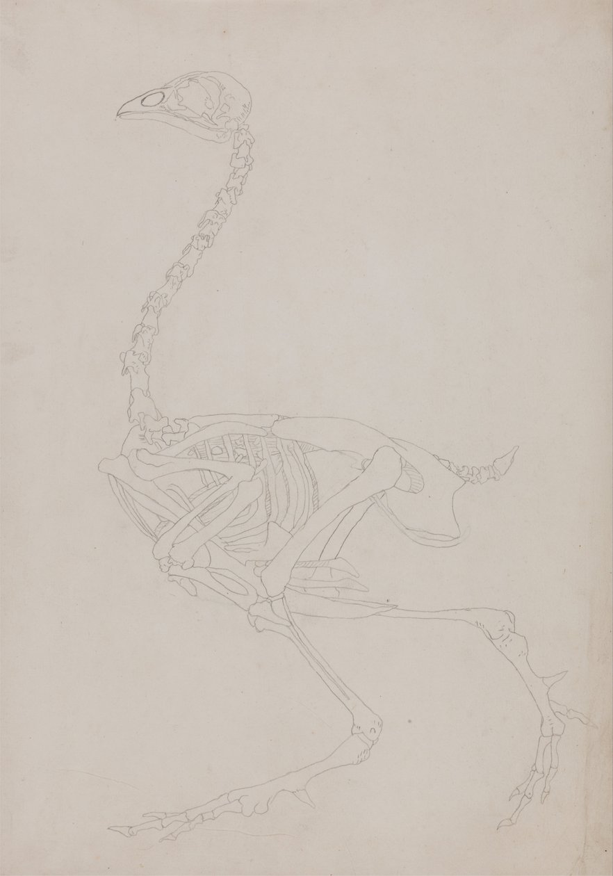 Porównawcza anatomiczna ekspozycja budowy ciała ludzkiego z ciałem tygrysa i ko... autorstwa George Stubbs