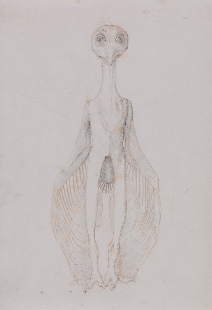 Porównawcza anatomiczna ekspozycja budowy ciała ludzkiego z ciałem tygrysa i ko... autorstwa George Stubbs