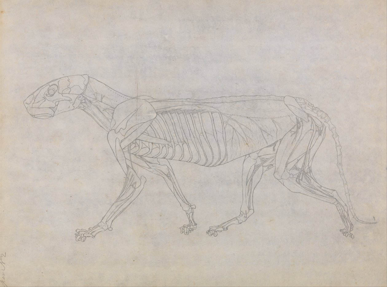 Porównawcza anatomiczna ekspozycja budowy ciała ludzkiego z ciałem tygrysa i ko... autorstwa George Stubbs