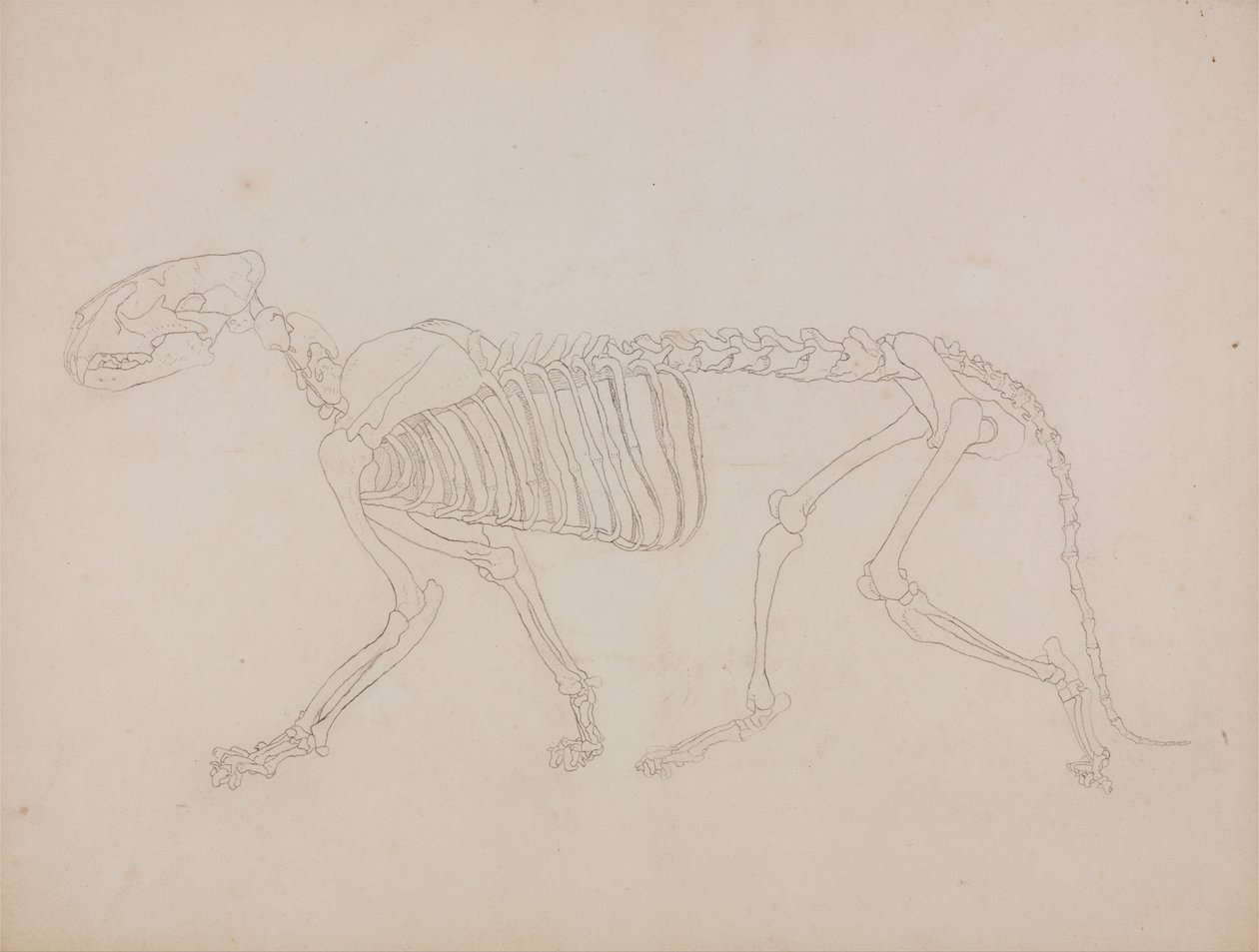 Porównawcza anatomiczna ekspozycja budowy ciała ludzkiego z ciałem tygrysa i ko... autorstwa George Stubbs