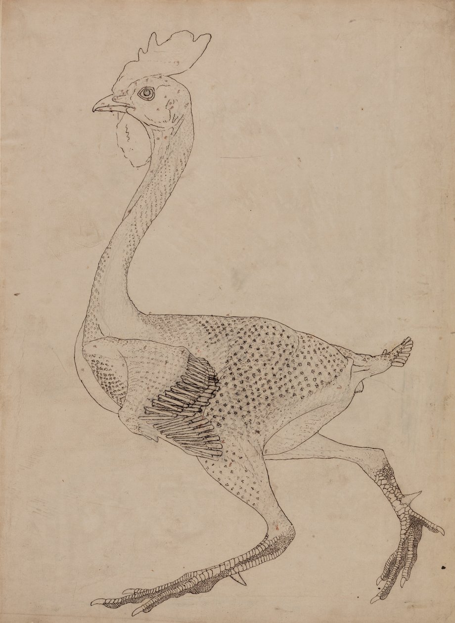 Porównawcza anatomiczna ekspozycja budowy ciała ludzkiego z ciałem tygrysa i ko... autorstwa George Stubbs