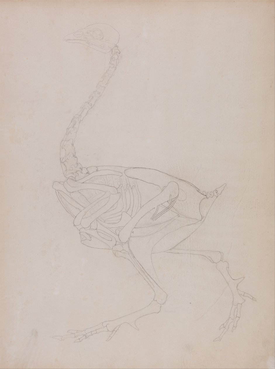 Porównawcza ekspozycja anatomiczna budowy ciała ludzkiego z ciałem tygrysa i ko... autorstwa George Stubbs