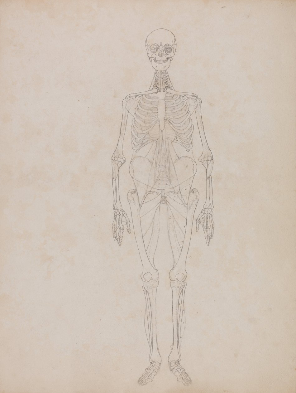 Porównawcza anatomiczna ekspozycja budowy ciała ludzkiego z ciałem tygrysa i ko... autorstwa George Stubbs
