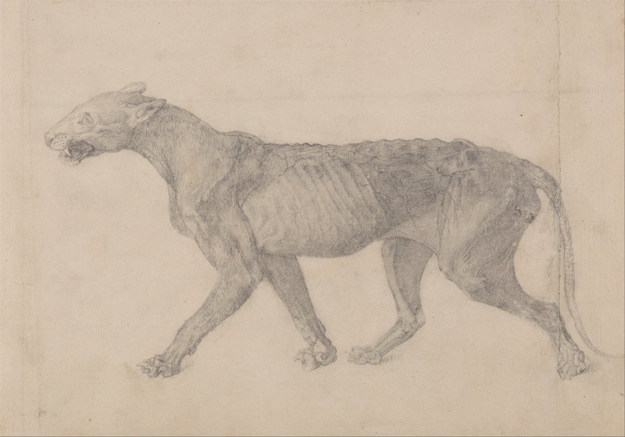 Porównawcza anatomiczna ekspozycja budowy ciała ludzkiego z ciałem tygrysa i ko... autorstwa George Stubbs