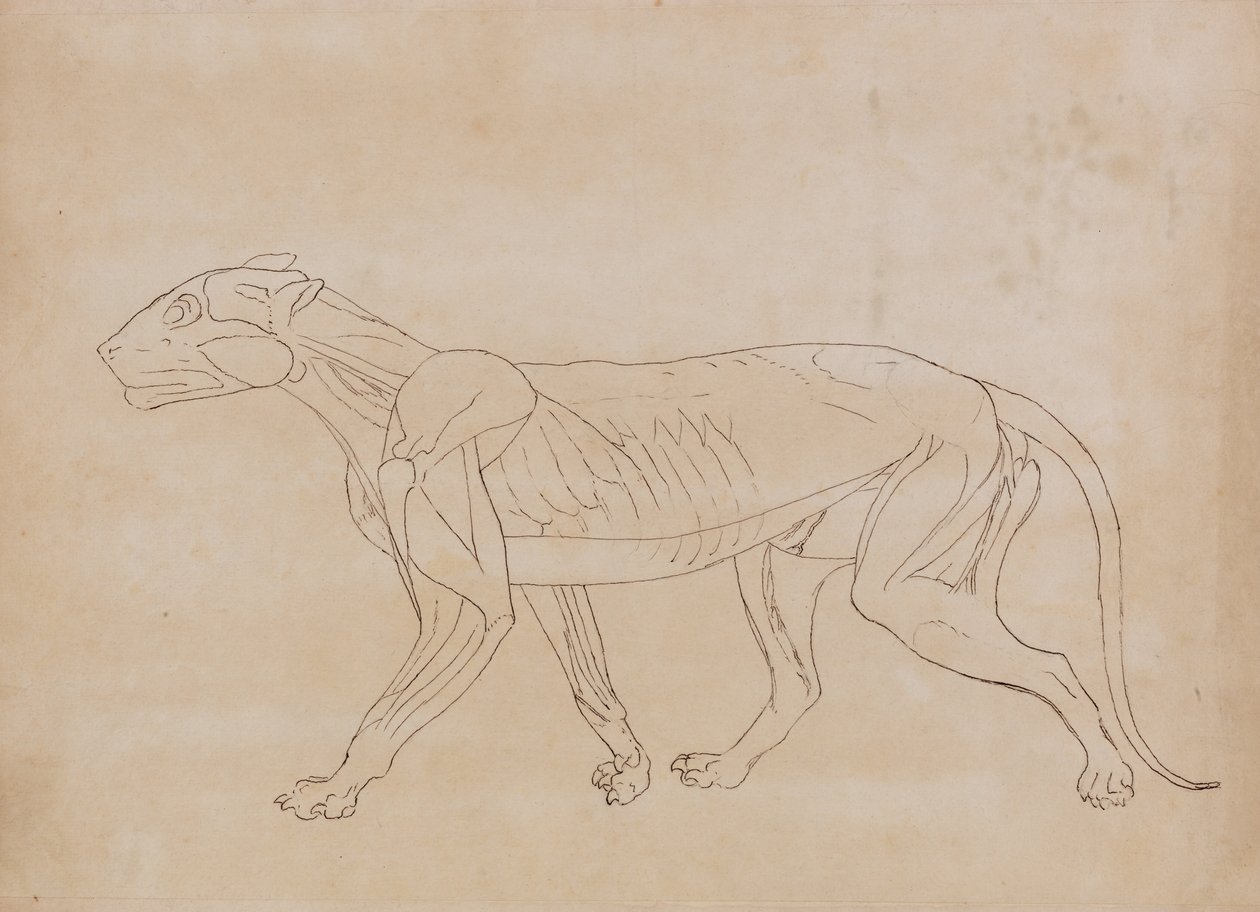 Porównawcza anatomiczna ekspozycja budowy ciała ludzkiego z ciałem tygrysa i ko... autorstwa George Stubbs