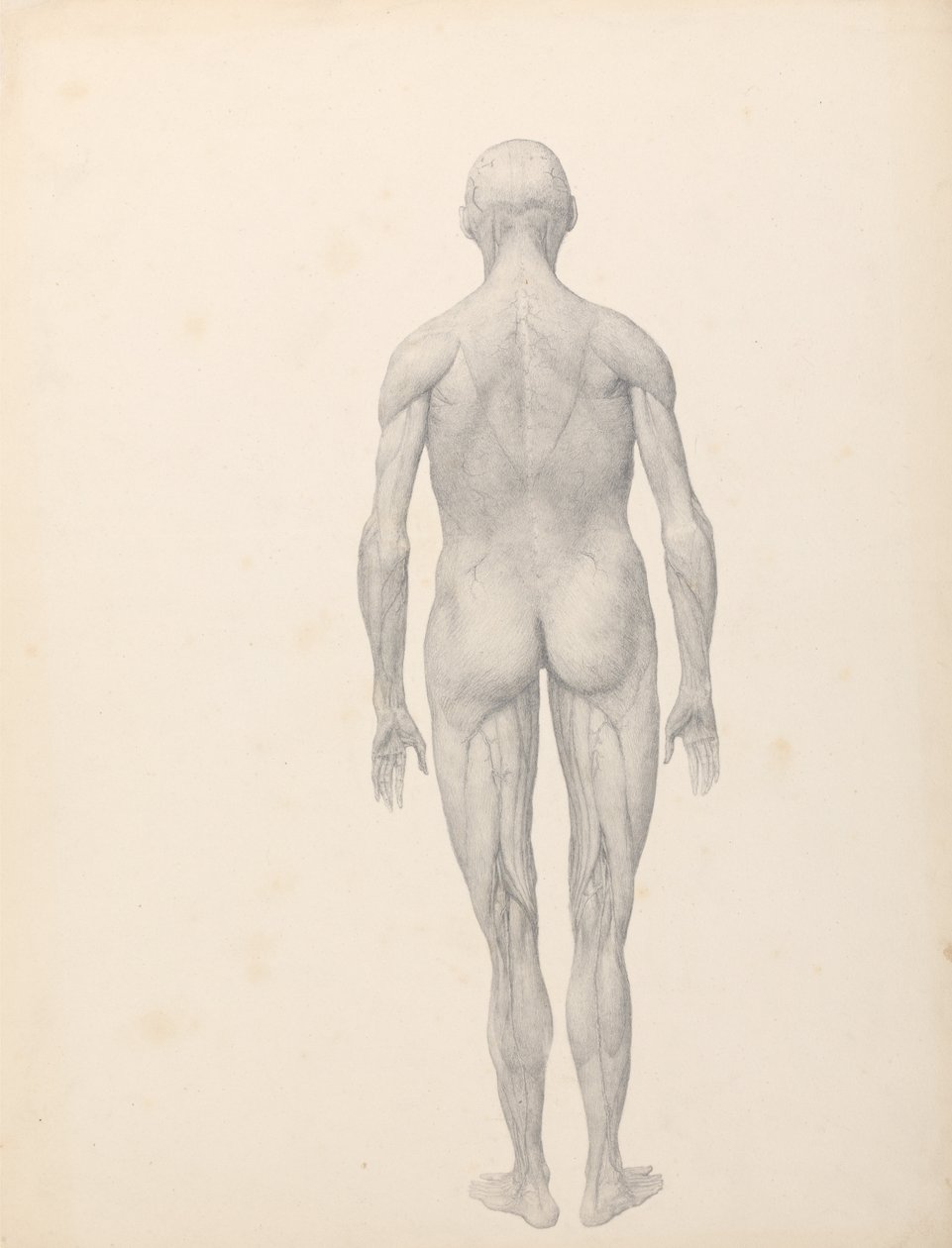 Porównawcza anatomiczna ekspozycja budowy ciała ludzkiego z ciałem tygrysa i ko... autorstwa George Stubbs
