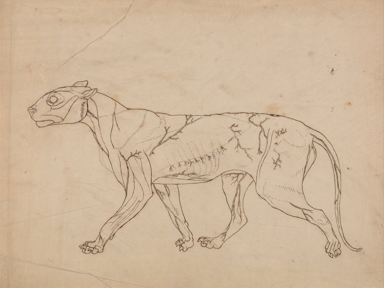 Porównawcza anatomiczna ekspozycja budowy ciała ludzkiego z ciałem tygrysa i ko... autorstwa George Stubbs