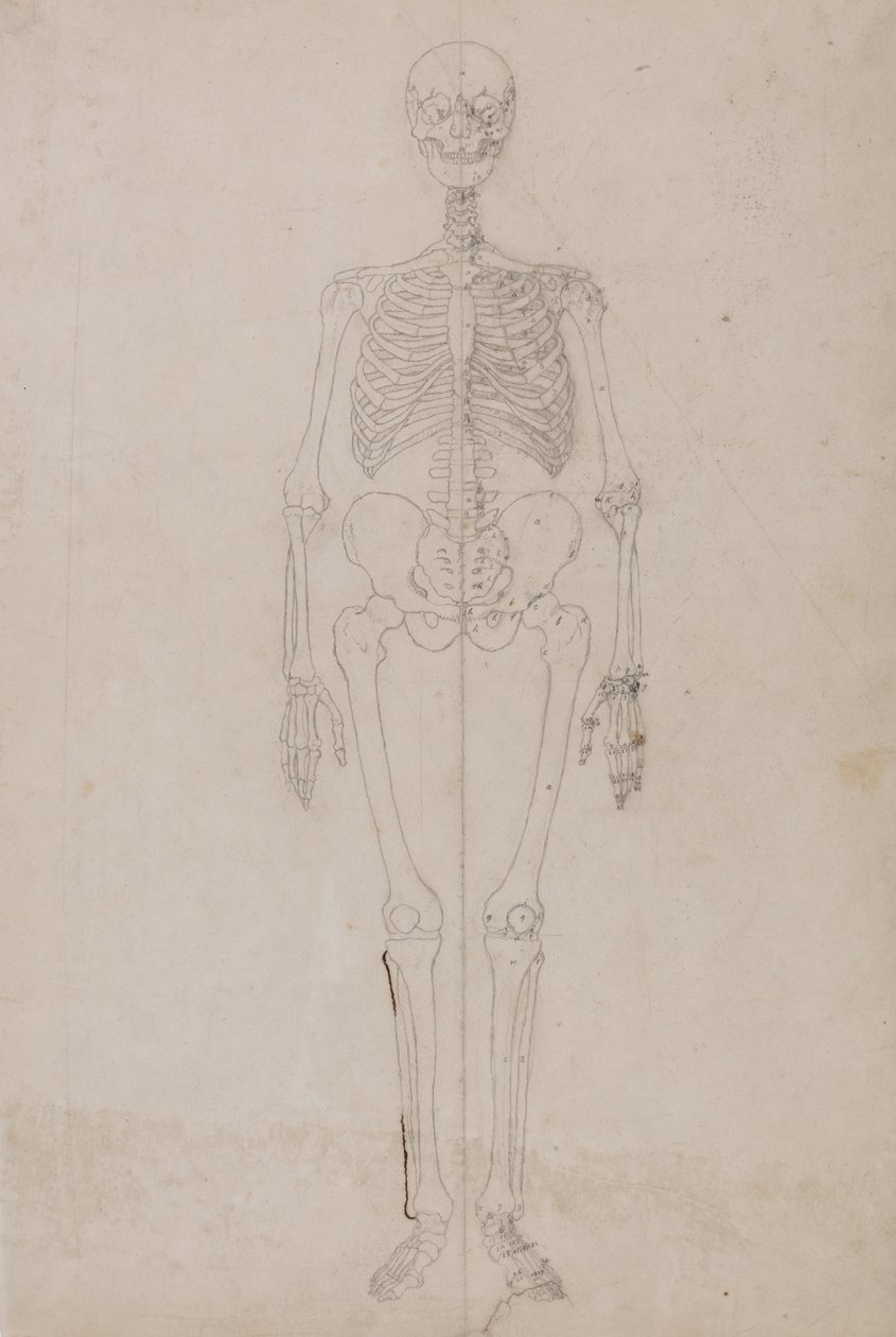 Porównawcza anatomiczna ekspozycja budowy ciała ludzkiego z ciałem tygrysa i ko... autorstwa George Stubbs