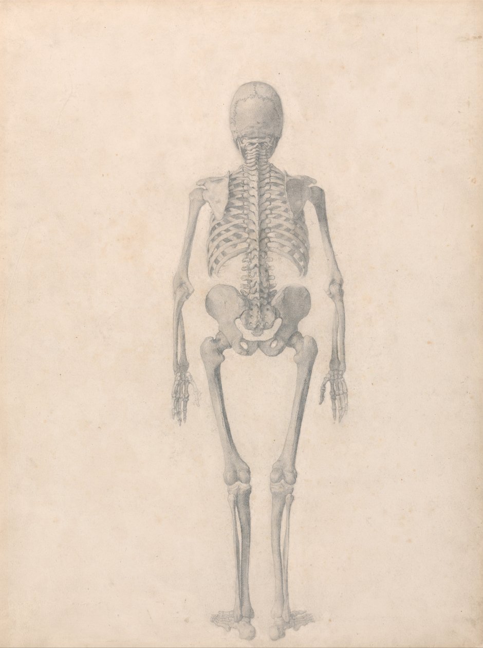 Porównawcza anatomiczna ekspozycja budowy ciała ludzkiego z ciałem tygrysa i ko... autorstwa George Stubbs