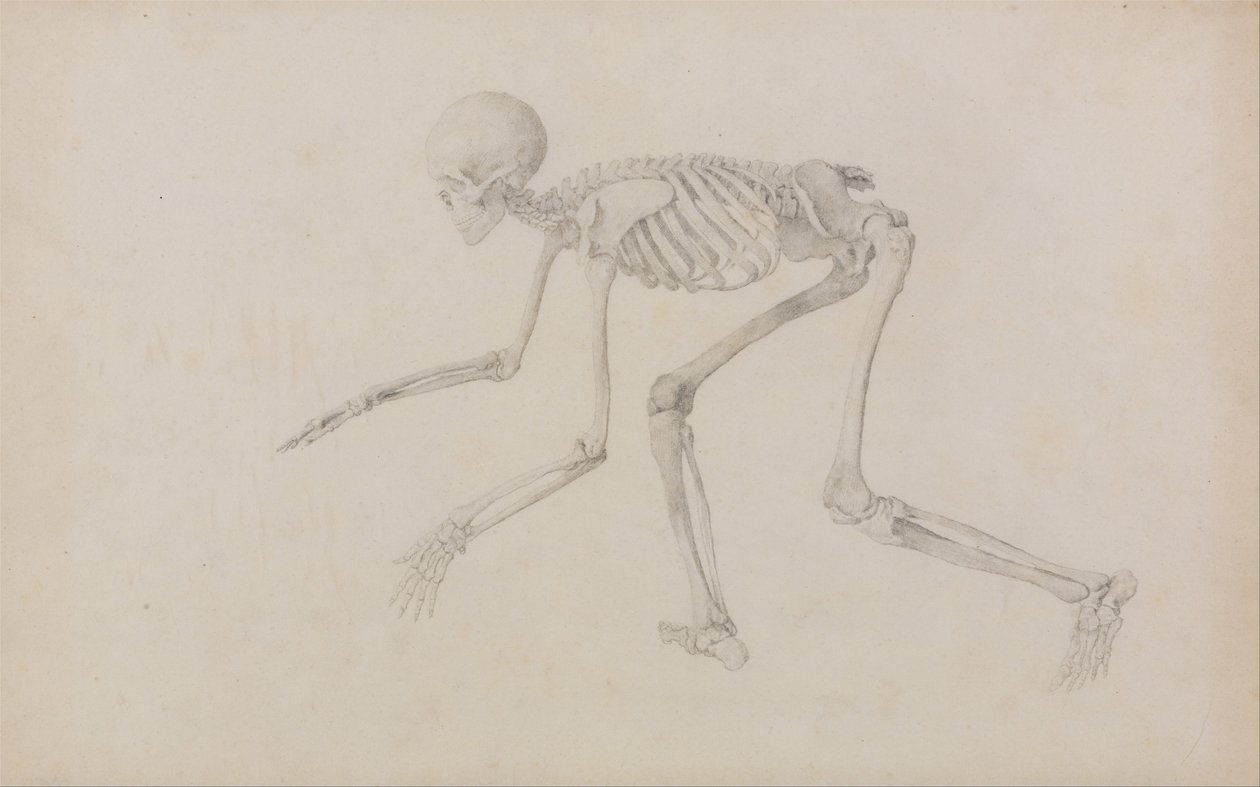 Porównawcza anatomiczna ekspozycja budowy ciała ludzkiego z ciałem tygrysa i ko... autorstwa George Stubbs