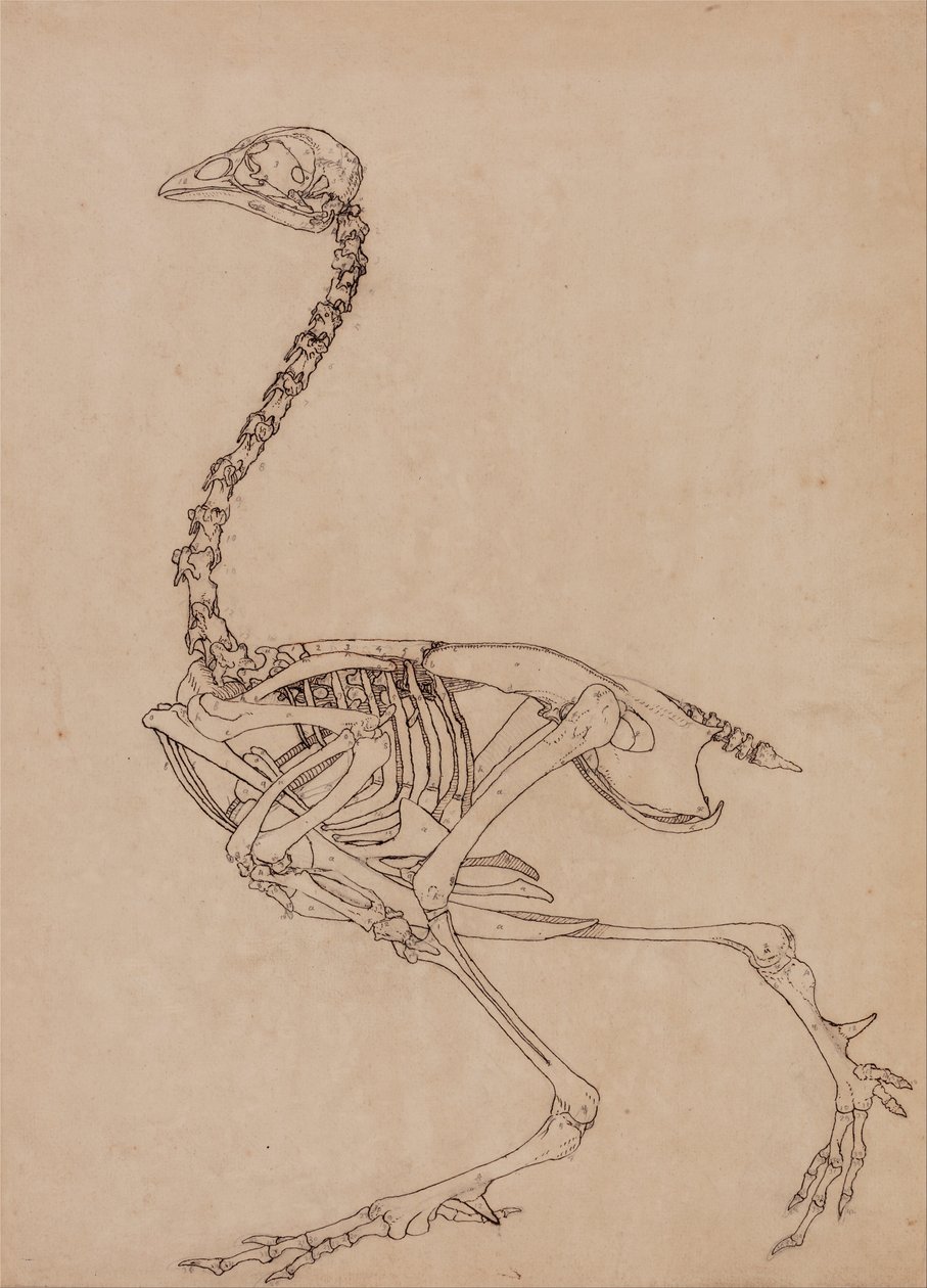 Porównawcza anatomiczna ekspozycja budowy ciała ludzkiego z ciałem tygrysa i ko... autorstwa George Stubbs