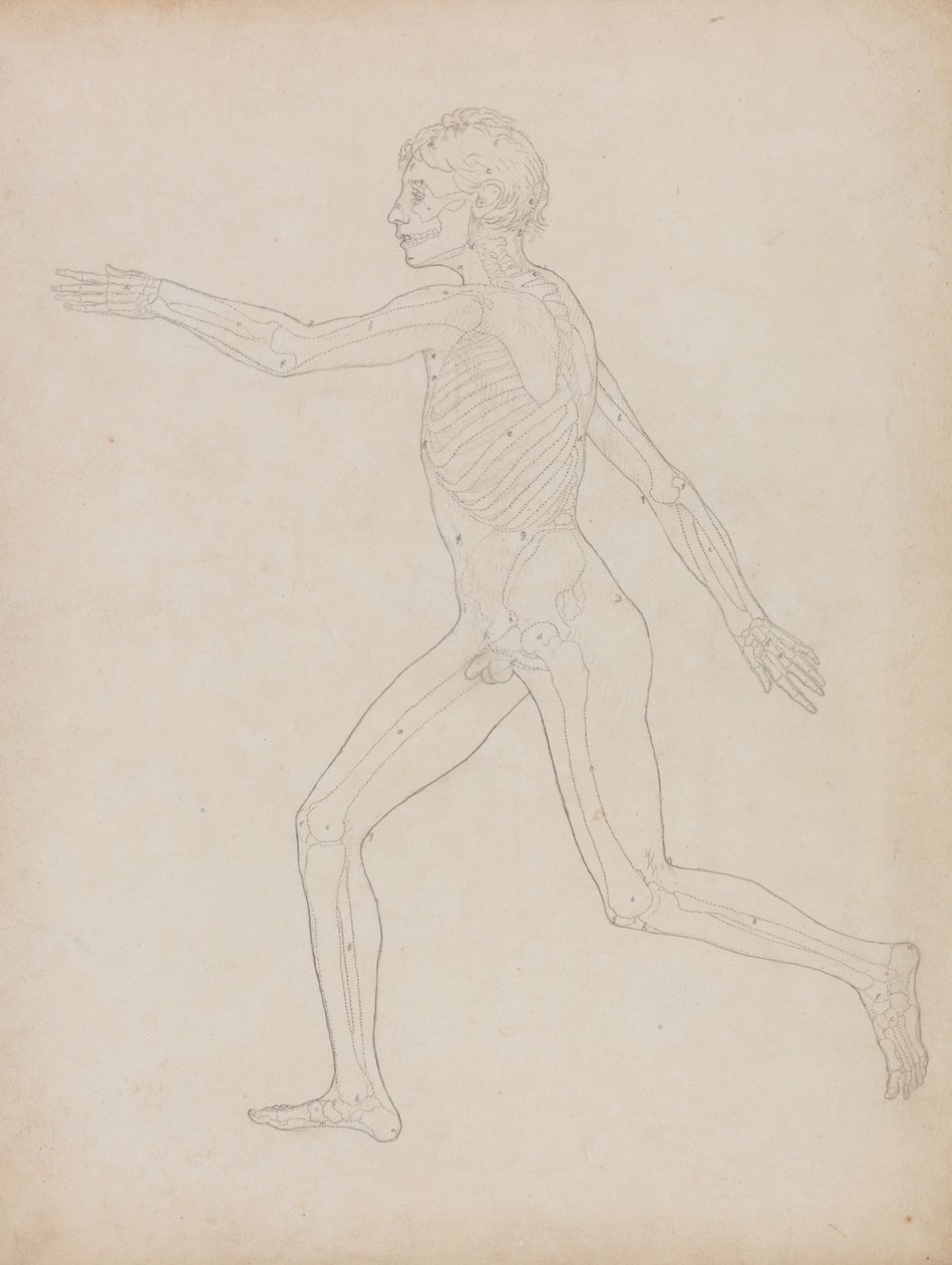 Porównawcza anatomiczna ekspozycja budowy ciała ludzkiego z ciałem tygrysa i ko... autorstwa George Stubbs