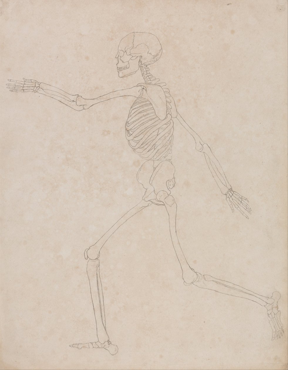 Porównawcza anatomiczna ekspozycja budowy ciała ludzkiego z ciałem tygrysa i ko... autorstwa George Stubbs