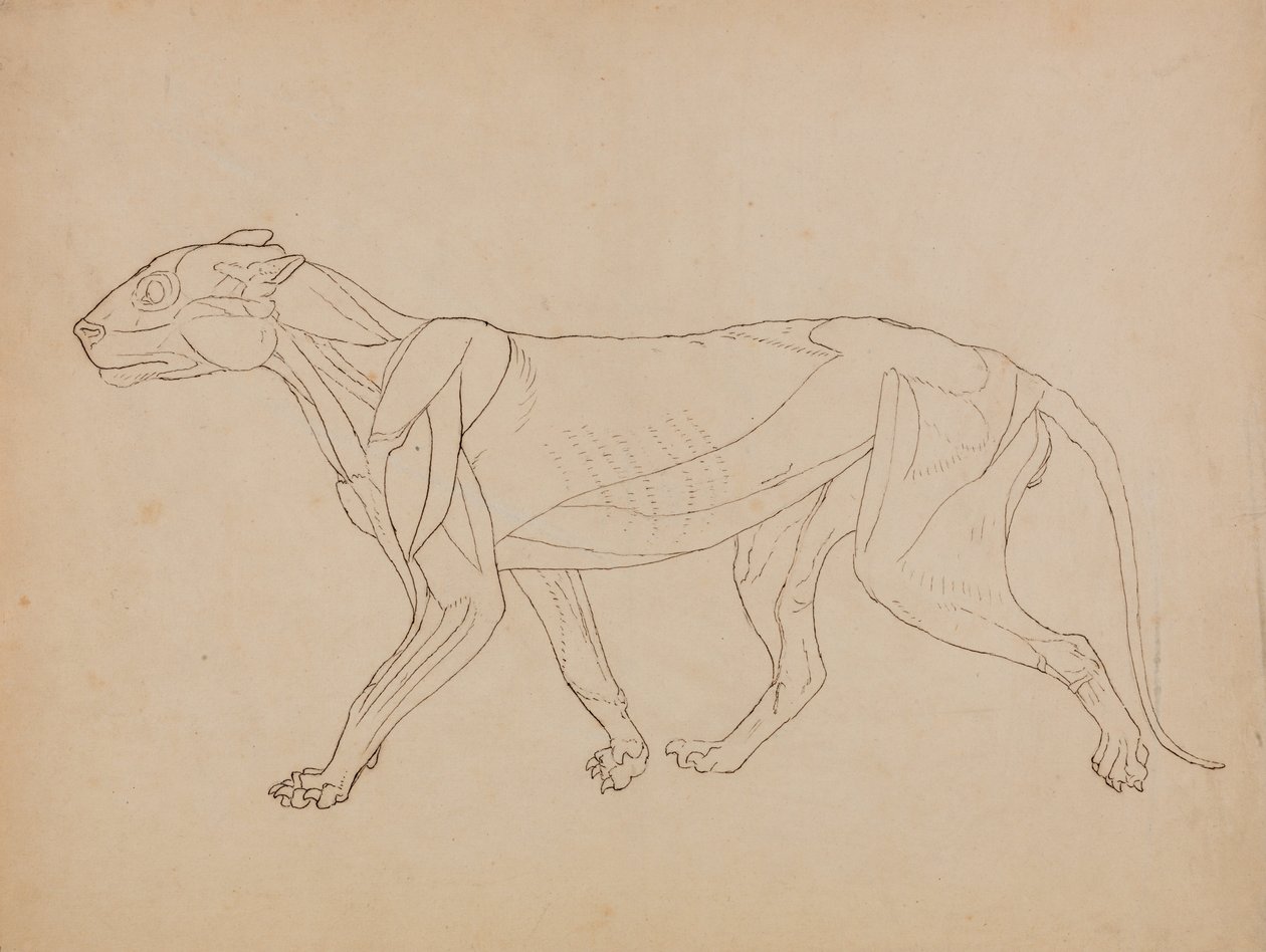 Porównawcza anatomiczna ekspozycja budowy ciała ludzkiego z ciałem tygrysa i ko... autorstwa George Stubbs
