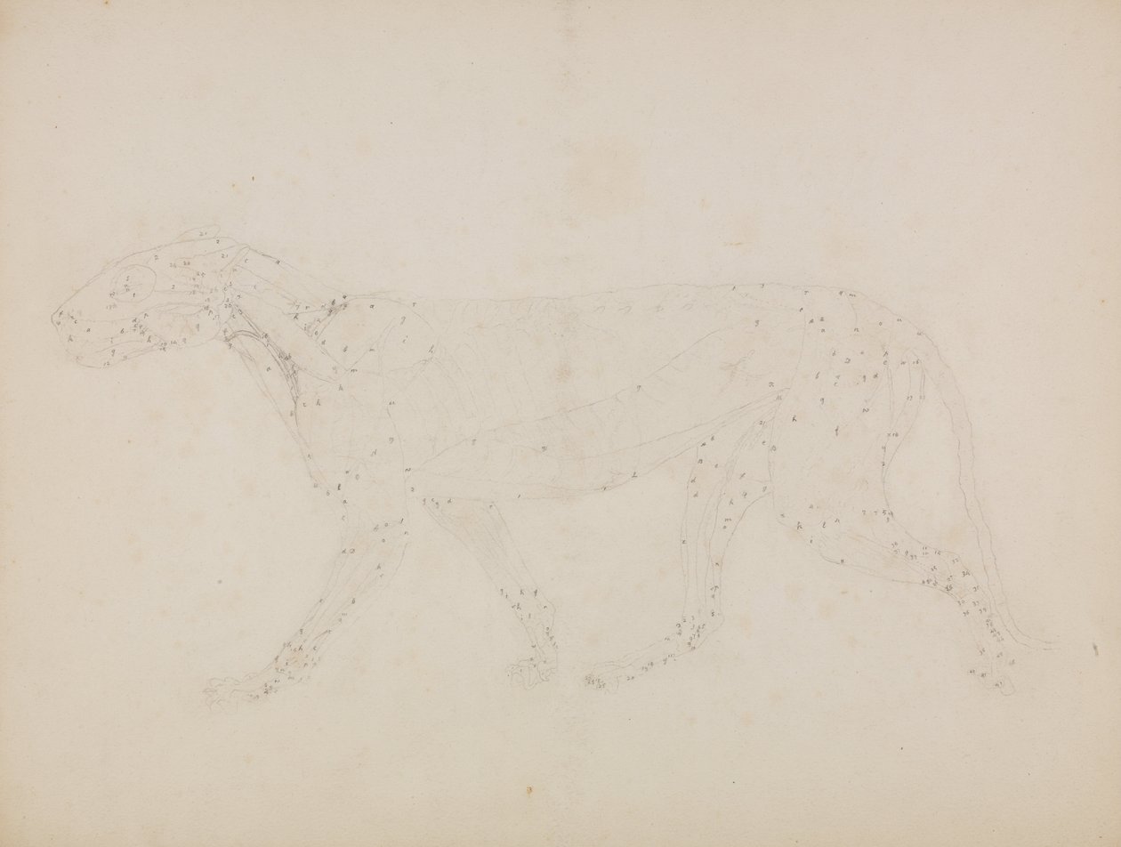 Porównawcza anatomiczna ekspozycja budowy ciała ludzkiego z ciałem tygrysa i ko... autorstwa George Stubbs
