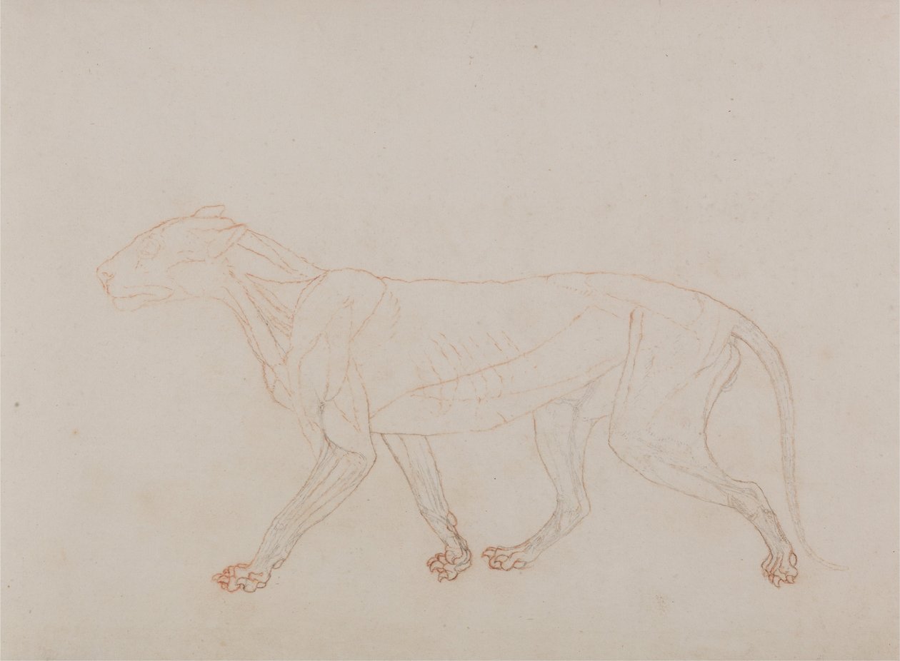 Porównawcza ekspozycja anatomiczna budowy ciała ludzkiego z ciałem tygrysa i ko... autorstwa George Stubbs